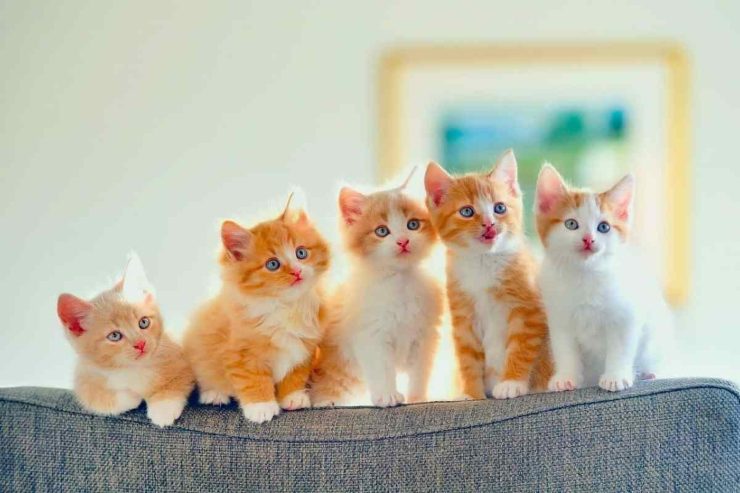 Gatti sul divano
