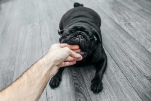Un cagnolino nero morde una mano