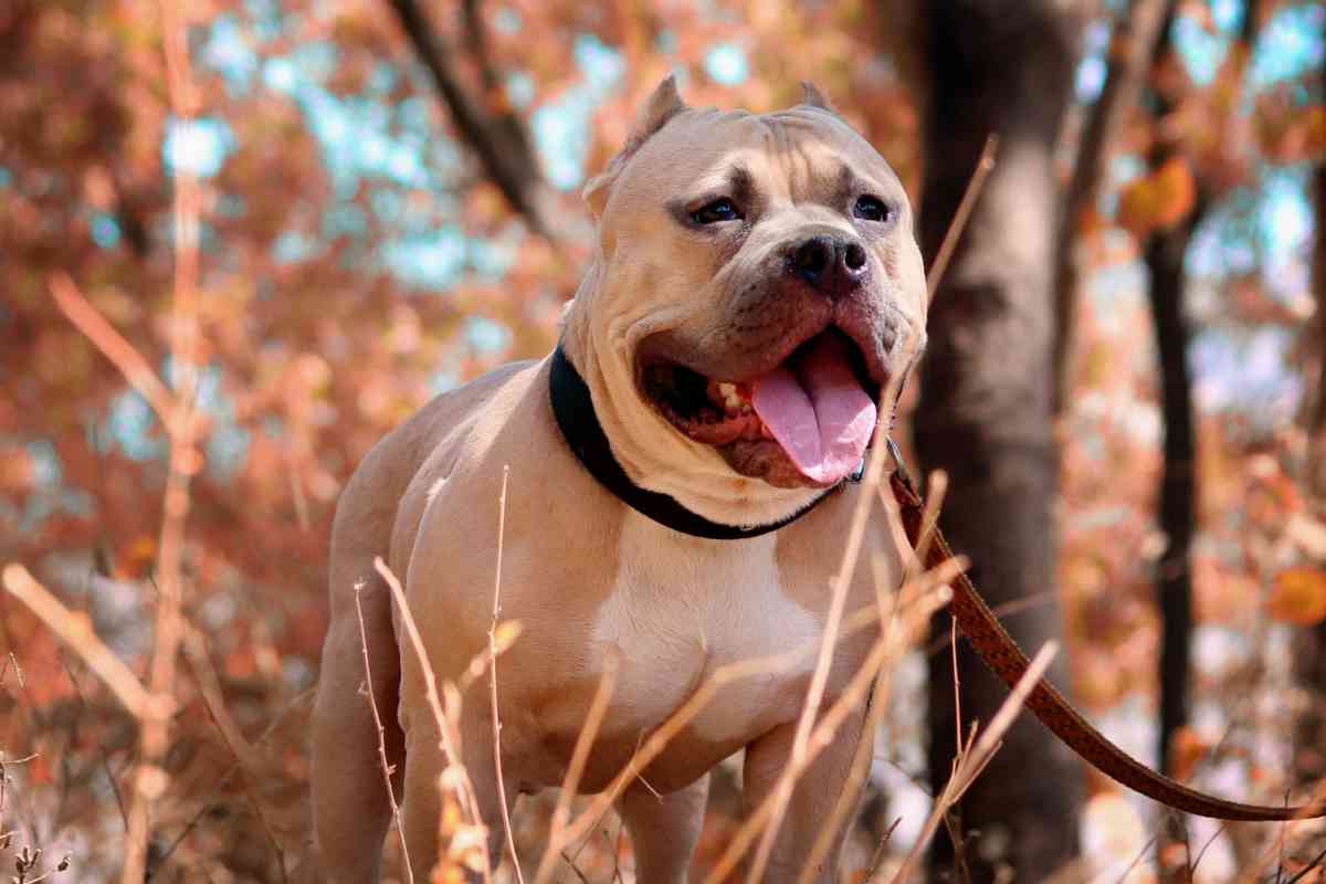 Un pitbull a guinzaglio in un parco